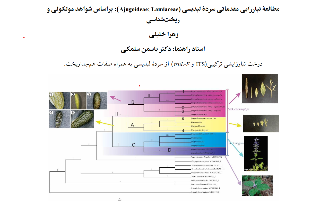 مطالعۀ تبارزایی مقدماتی سردۀ لبدیسی (Ajugoideae; Lamiaceae): براساس شواهد مولکولی و ریخت‌شناسی / زهرا خلیلی