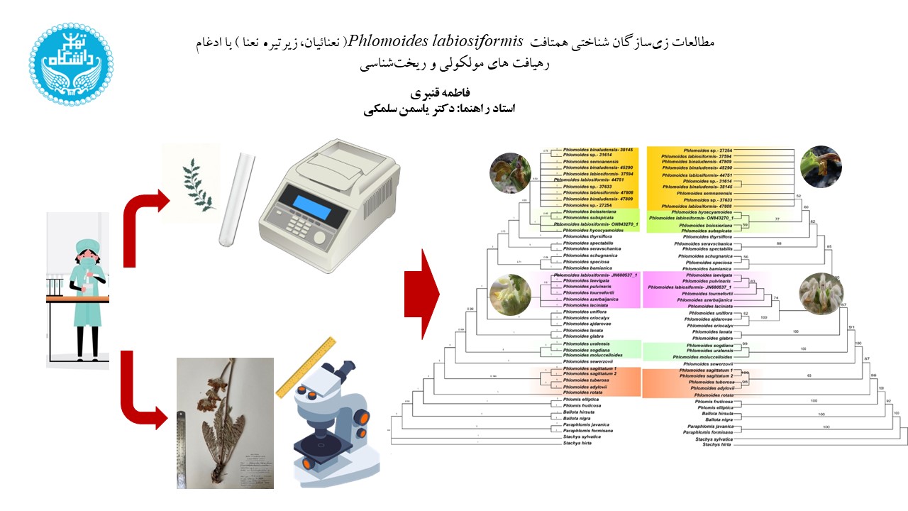 مطالعات زی سازگان شناختی همتافت Phlomoides labiosiformis ( نعنائیان، زیرتیره نعنا ) با ادغام رهیافت های مولکولی و ریخت شناسی فاطمه قنبری